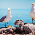 Gull parents and chicks